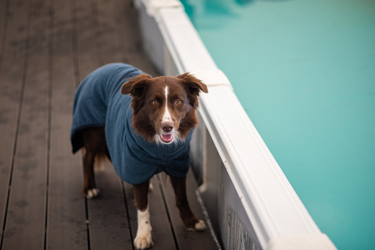 BathPomppa - der Hundebademantel